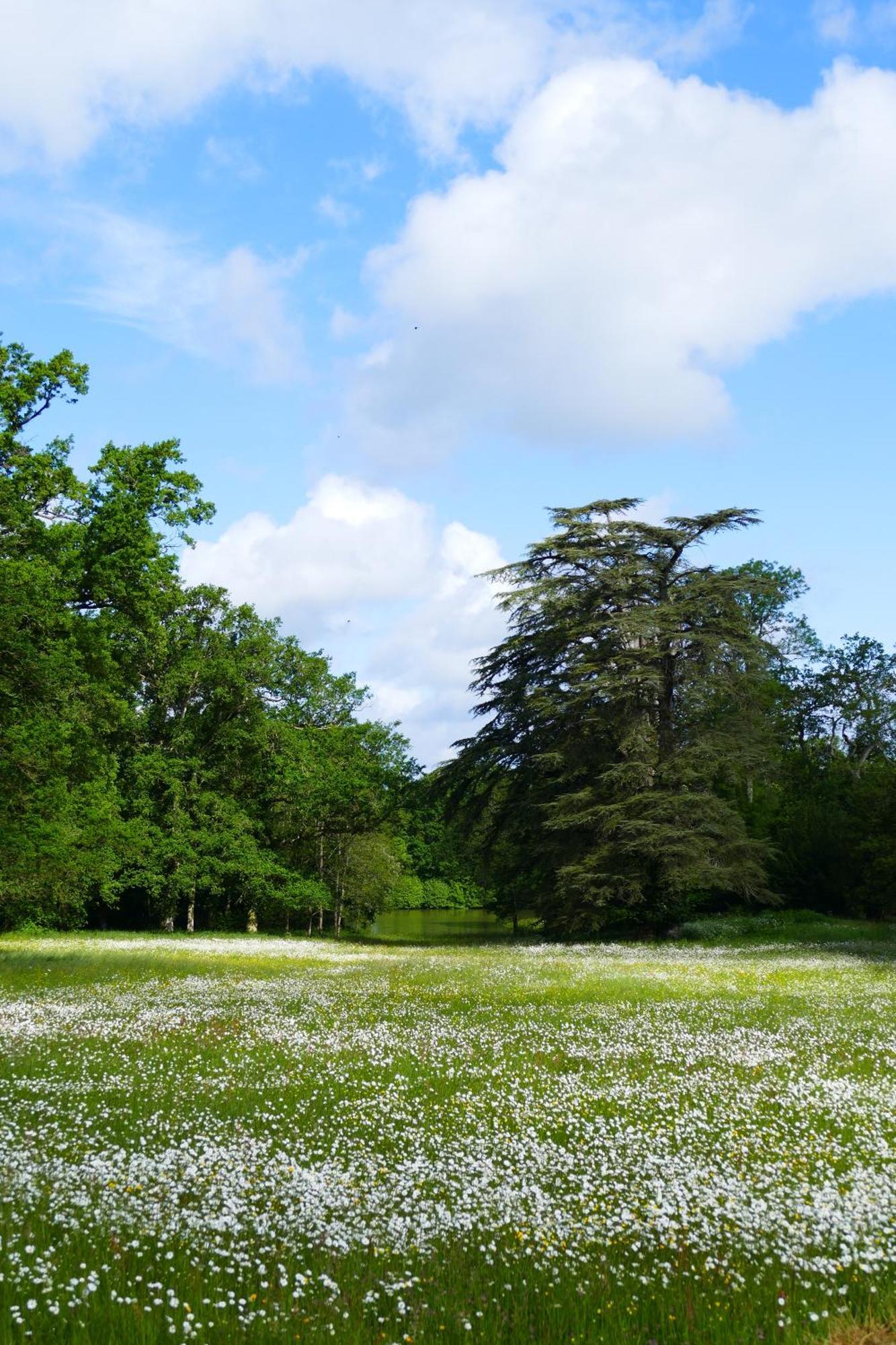 Château de la Jumellière Villa Esterno foto